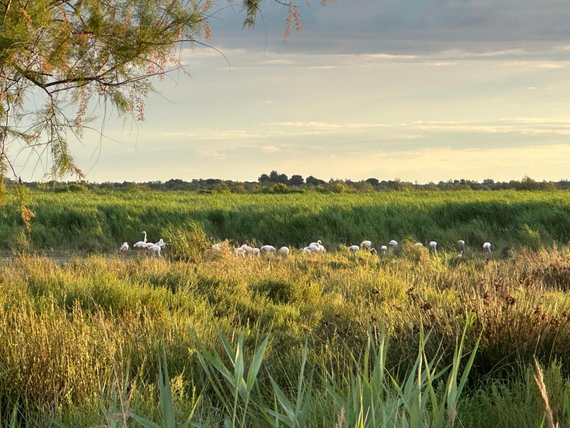سانت ماري دو لا مير Mas Du Couvin, Maison D'Hotes En Camargue المظهر الخارجي الصورة